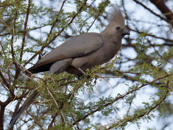 <h3><a href="/trips/safari/biota/animalia/chordata/aves/029 musophagiformes/001 musophagidae/corythaixoides concolor/corythaixoides concolor-nl.html">Corythaixoides&nbsp;concolor</a> / Grey&nbsp;go‑away‑bird / Vale&nbsp;toerako</h3>OM-1 Mark II met OLYMPUS M.300mm F4.0, 1/2000 sec  bij F4.0, ISO 3200, afstand 11.2&nbsp;m